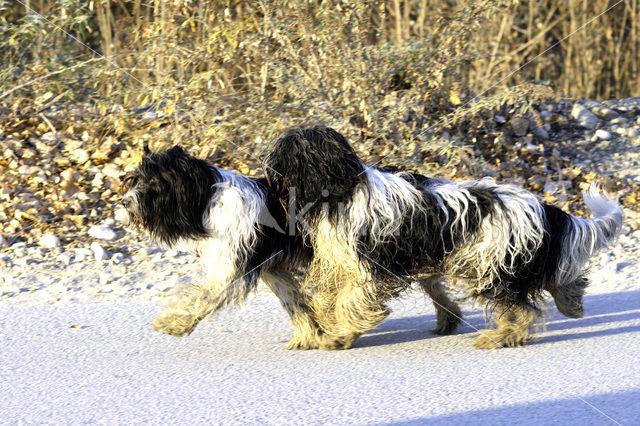 Schapendoes (Canis domesticus)