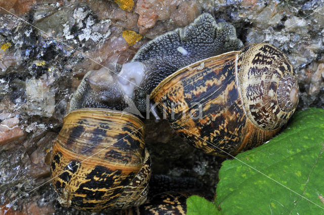 Segrijnslak (Helix aspersa aspersa)