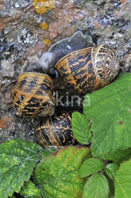 Segrijnslak (Helix aspersa aspersa)