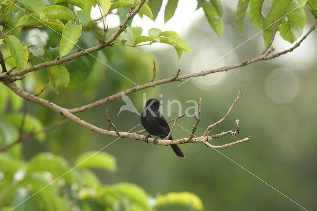 Northern Black-Flycatcher (Melaenornis edolioides)