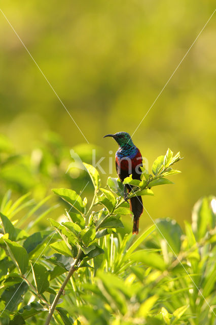 Red-chested Sunbird (Cinnyris erythrocerca)