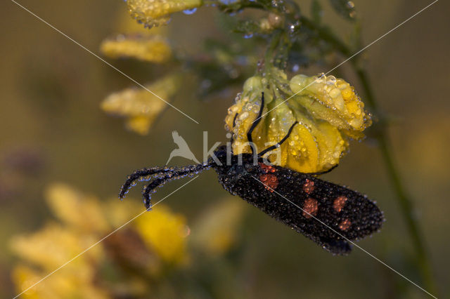 Sint-Jansvlinder (Zygaena filipendulae)