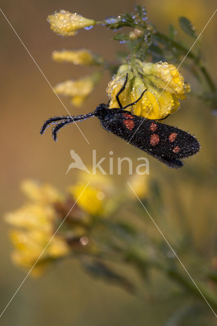 Six-spot Burnet (Zygaena filipendulae)