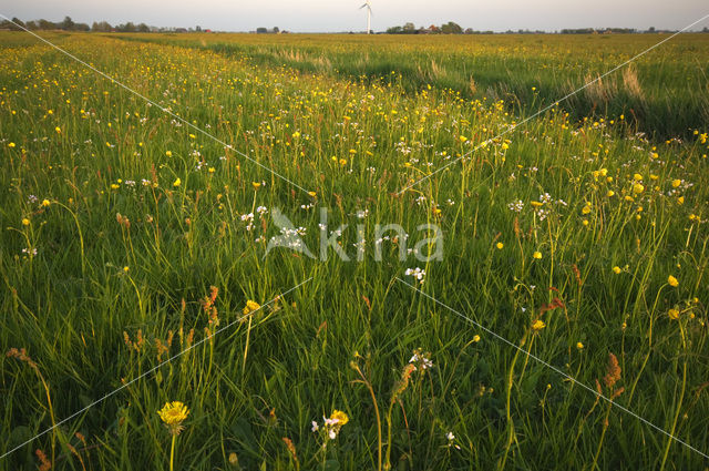 Skrins