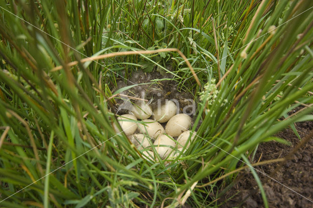 Slobeend (Anas clypeata)