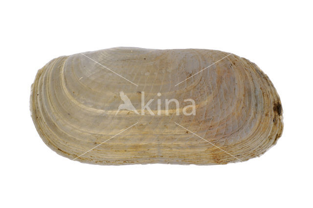 narrow otter shell (Lutraria angustior)