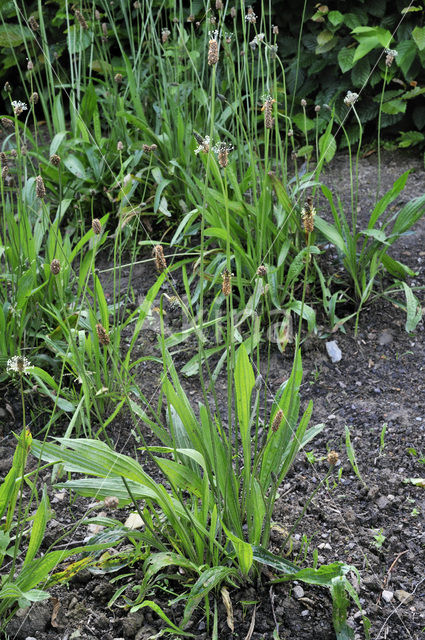 Smalle weegbree (Plantago lanceolata)