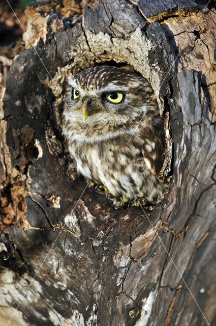 Little Owl (Athene noctua)