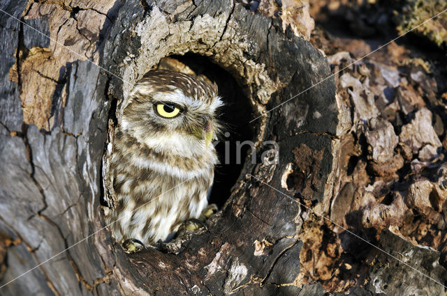 Little Owl (Athene noctua)