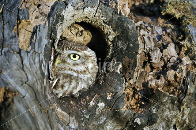 Little Owl (Athene noctua)