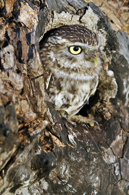 Steenuil (Athene noctua)