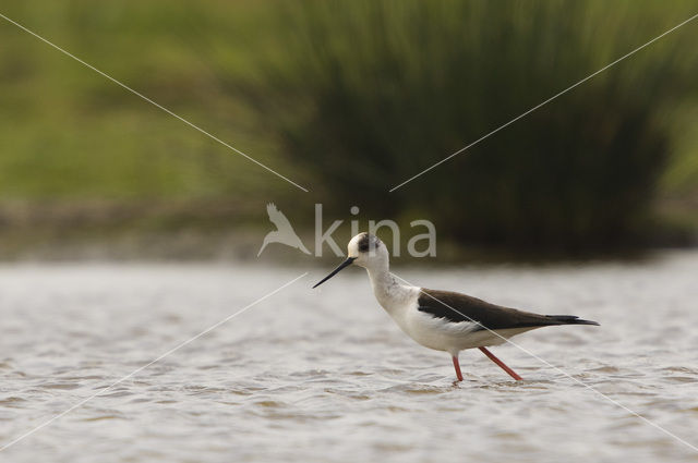 Steltkluut (Himantopus himantopus)