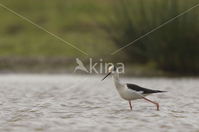 Steltkluut (Himantopus himantopus)