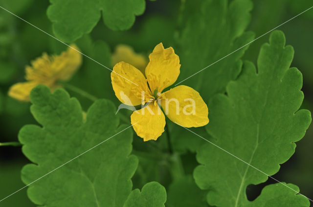 Stinkende gouwe (Chelidonium majus)