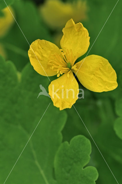 Greater Celandine (Chelidonium majus)