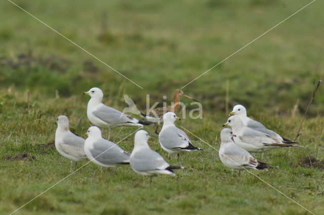 Stormmeeuw (Larus canus)