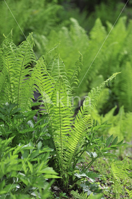 Struisvaren (Matteuccia struthiopteris)