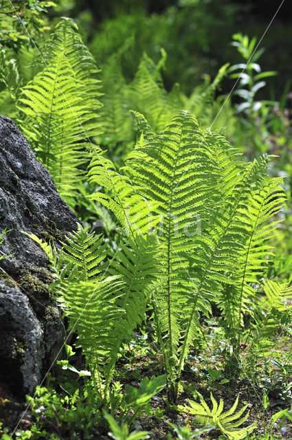 Struisvaren (Matteuccia struthiopteris)