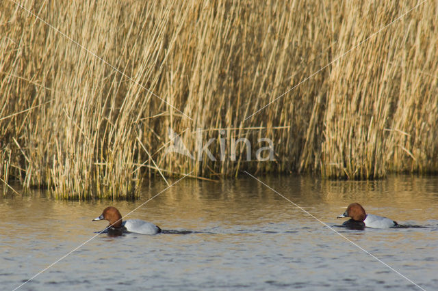 Pochard (Aythya ferina)