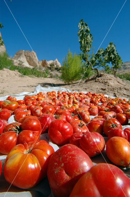 Tomaat (Solanum lycopersicum)