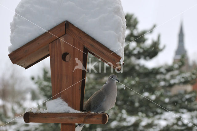 Turkse Tortel (Streptopelia decaocto)