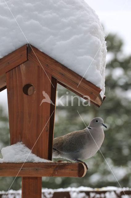 Turkse Tortel (Streptopelia decaocto)