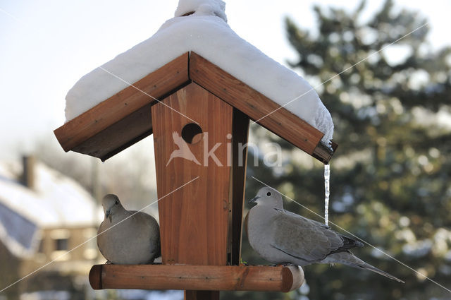 Turkse Tortel (Streptopelia decaocto)