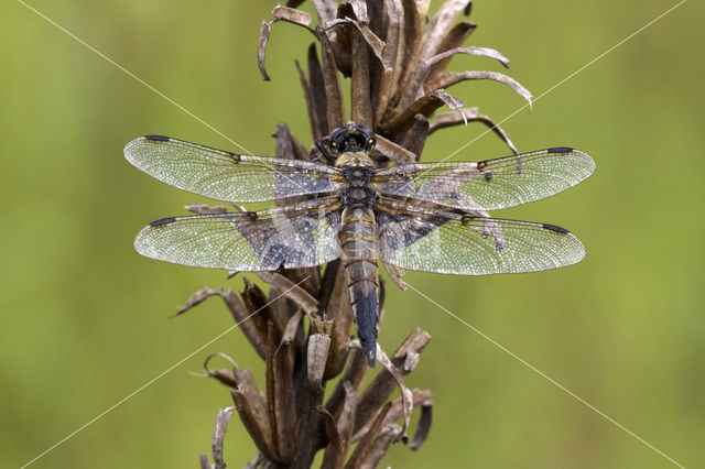 Four-spotted Chaser (Libellula quadrimaculata)