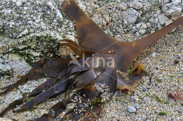 Vingerwier (Laminaria digitata)