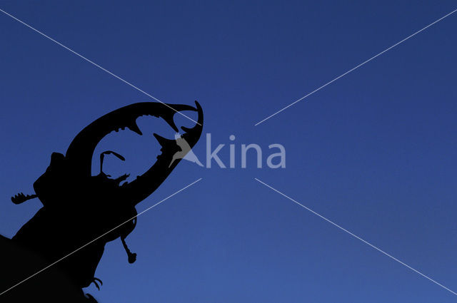 Stag Beetle (Lucanus cervus)