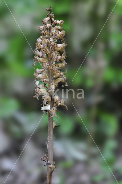 Bird’s-nest Orchid (Neottia nidus-avis)