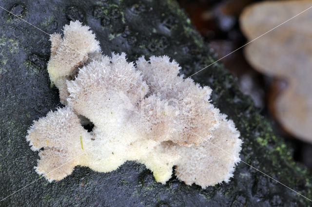 Waaiertje (Schizophyllum commune)