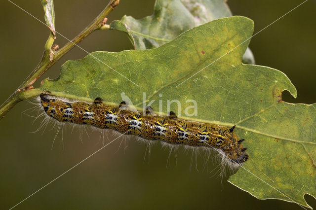 Wapendrager (Phalera bucephala)