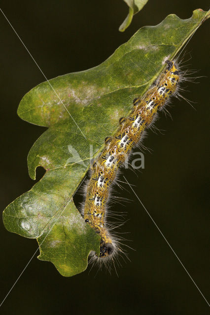 Buff-tip (Phalera bucephala)