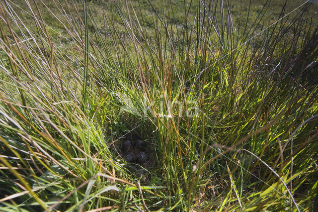 Common Snipe (Gallinago gallinago)