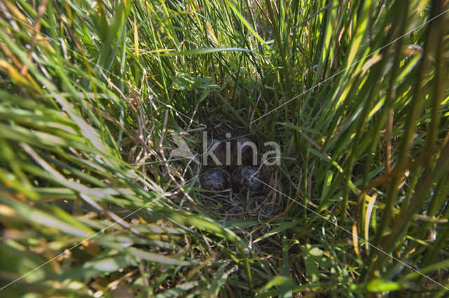 Common Snipe (Gallinago gallinago)