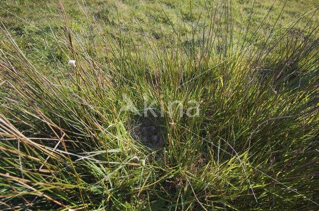 Common Snipe (Gallinago gallinago)