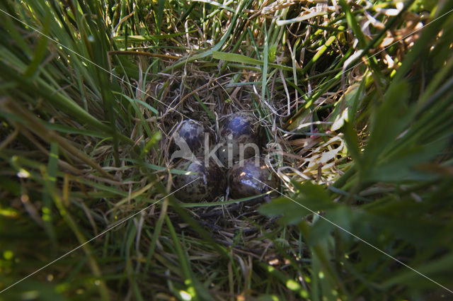 Common Snipe (Gallinago gallinago)