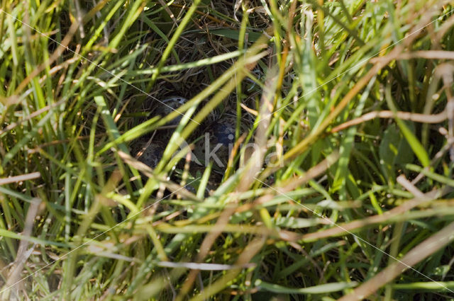 Common Snipe (Gallinago gallinago)