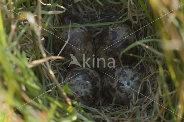 Watersnip (Gallinago gallinago)