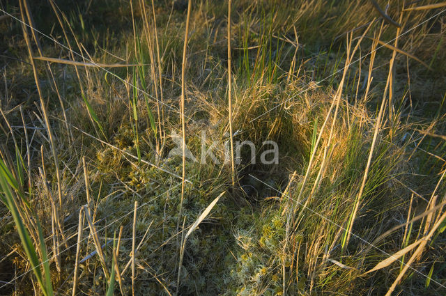 Common Snipe (Gallinago gallinago)