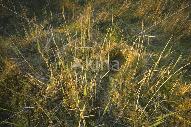 Common Snipe (Gallinago gallinago)