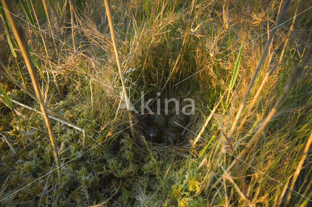 Common Snipe (Gallinago gallinago)