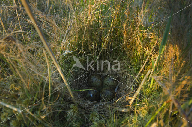 Common Snipe (Gallinago gallinago)