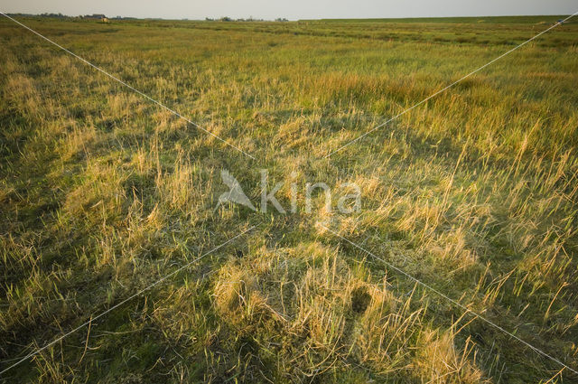 Common Snipe (Gallinago gallinago)