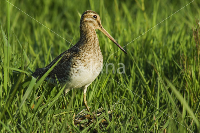 Common Snipe (Gallinago gallinago)