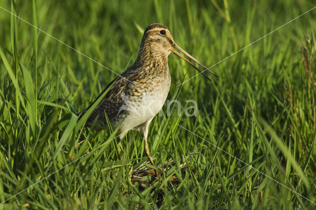 Common Snipe (Gallinago gallinago)