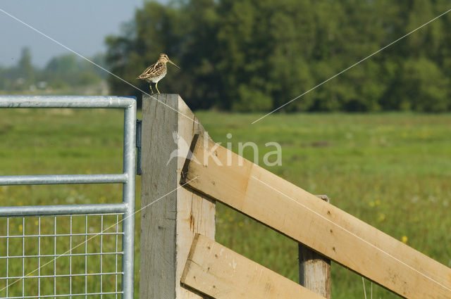 Watersnip (Gallinago gallinago)