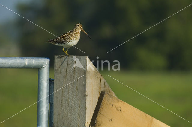 Watersnip (Gallinago gallinago)