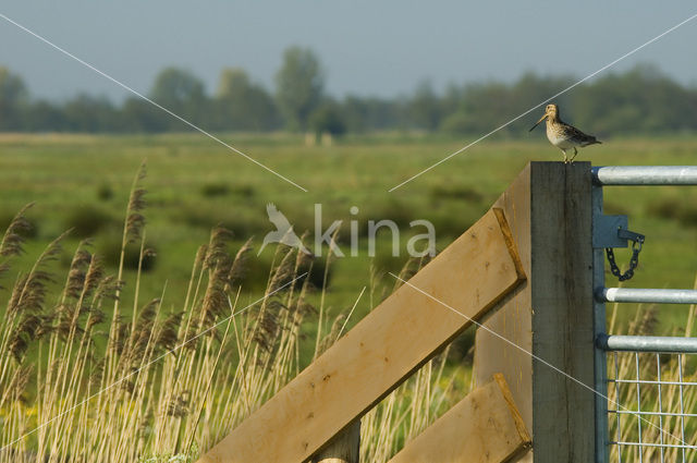 Watersnip (Gallinago gallinago)